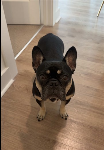 Oh no! We almost forgot a very important team member—meet Louis, our Chief Executive of Treats and Top Dog in Charge! While he may be small, he has a huge heart—just like your pets, who are part of our family too. In all seriousness, we know pets need closure as well. That’s why we’re proud to be pet-friendly. If you’d like your pet to be part of the service, just reach out—we’ll be more than happy to accommodate.