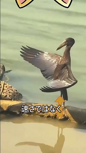 The Shadow-Hunting Bird of Darkness