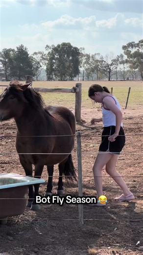 Bot Fly Season with the naughtiest on the farm - Tank Shetland Truffles ❤️🐴 #truffles #shetland #pony #botfly #shoofly