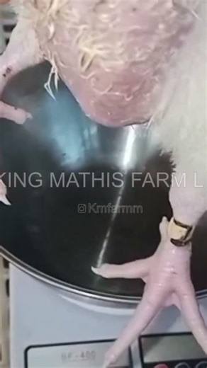 KMF BROILER UPDATE – BATCH A (DAY 12) 🐥📊