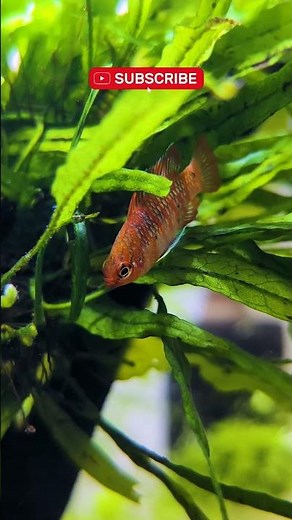 Scarlet Badis LOVE This Tank Setup – Here’s Why!