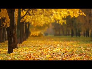 Wind Blown Leaves Sound Effect