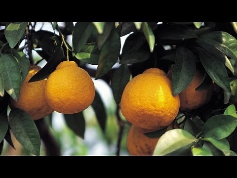 How to Grow Lemon Trees | At Home With P. Allen Smith