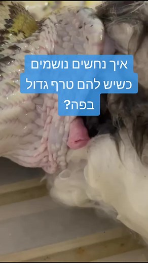 Biblical Natural History ב-TikTok