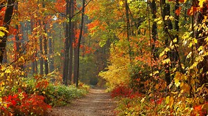 What is meteorological fall?