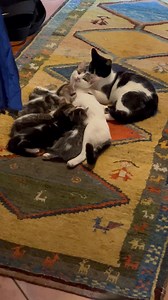 Most cutest thing in the world , Nellie is feeding her 7 week old kitties while her 6 month old kitten yes castrated is giving mum a good wash so sincerely it just so so adorable. He is like the best dad ever but he is not the dad . I’m lost for words. Kindness and love ❤️ | Passionate Flowers