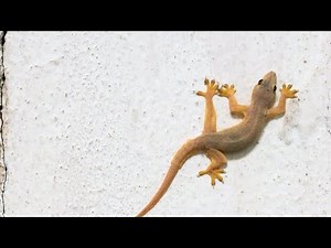 LIFE CYCLE OF LIZARD