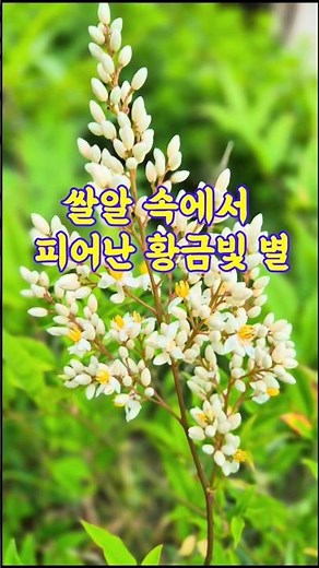 90%가 열매만 알고 꽃은 모른다는 이 식물의 정체! #남천나무