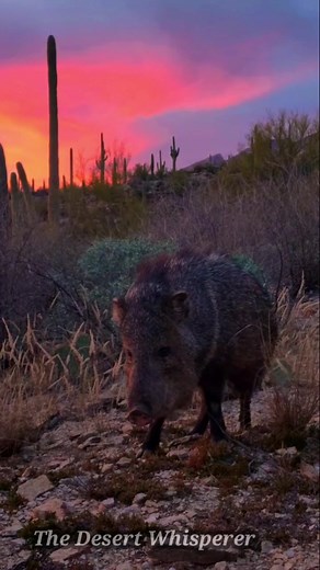Understanding Javelina Behavior: Are They Dangerous to Humans?