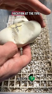 54K views · 616 reactions | With only 5 to 10 days left I’m wondering if this egg will make it despite being rotated. #reels #fblifestyle #snake #animals #biology | The Molinaro Snake Lab | Facebook