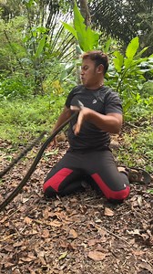 King colubridae snake in indonesia | JEJAK SI ADEN REAL