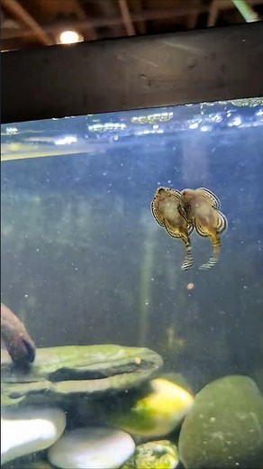 Hillstream Loaches Breeding