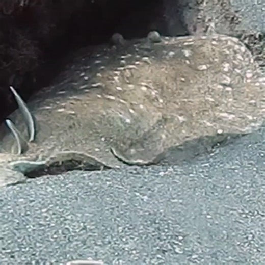 7.4K views · 153 reactions | Dive into the mesmerizing depths of the...