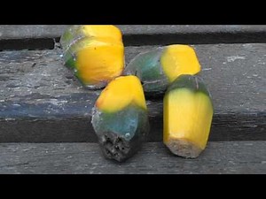 Frutos del pandano: Pandanus utilis (www.riomoros.com)