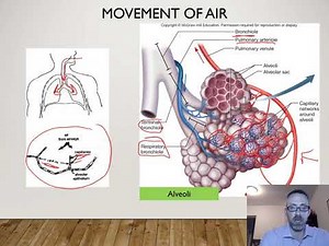 Lecture 11 Respiratory Physiology