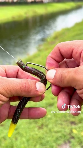How to rig a worm using a standard EWG hook and the mutant worm. I like fishing my worms weightless and twitching them back like a jerk bait. The link to the worm and hook im using is in my bio! #urbanfloridafishing #southfloridafishing #mutantworms #fishingvideos #bassfishing #floridafishing #pondfishing #freshwaterfishing #peacockbassfishing #fishingtutorial #fishinghowto #howtotexasrig