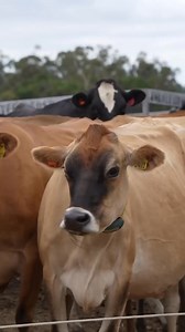 2K views · 20 reactions | Did you know?  The CowScout collar boasts an impressive life expectancy of 8 to 10 years — delivering long-term reliability and performance in heat detection and activity monitoring. That’s nearly a decade of smarter herd management, all in one collar. | GEA Farming - Australia | Facebook