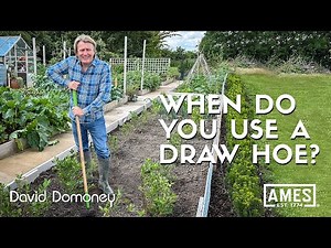 David Domoney: When do you use a draw hoe in the garden?
