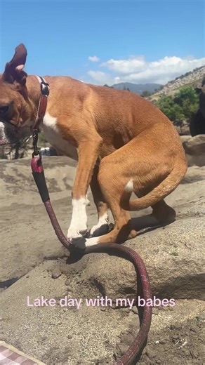 Peep the matches collars but Lola did not like the water that much, it was fun tho 💘