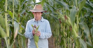 Female Farmer Stands His Corn Field Stock Footage Video (100% Royalty-free) 1097848947 | Shutterstock