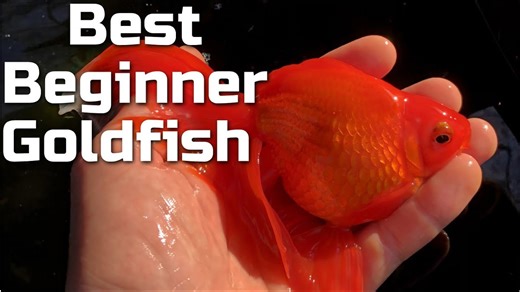 Best Fancy Goldfish Breeds For First-Time Keepers