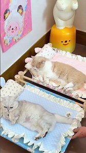 Didn’t expect my cat to like this #dhgate