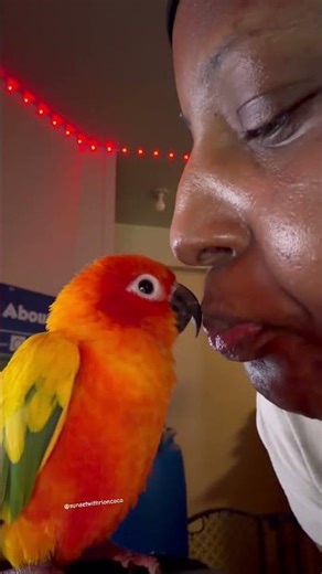 My sun conure took this personally🦜😀
