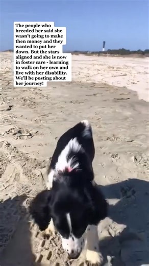 with a congenital spinal defect. Tiktok🎥- @ springerspanielsc | English Springer Spaniel Love