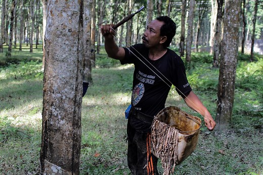What to know about the looming rubber 'apocalypse'