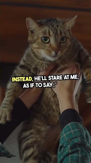 Cat Plays Fetch Like a Dog! 🐈🎾 Hilarious Pet Tricks