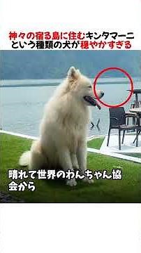 Kintamani is a very calm breed of dog