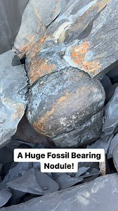The ocean cliffs never stop surprising us 🏝️ Empty stone after empty stone… then a stunning fossil shines through! 🐚🌊 For ammonite rocks to crack open, please visit our official online store yorkshirefossils.NET (link in bio) or message directly on Instagram @yorkshire.fossils 🦕 For more videos, check our YouTube / TikTok! 🏝 Thanks for supporting our page! 🐊 #natural #nature #fossil #fossils #ancient #animals #art #fblifestyle #ammonite #ammonites #dinosaur #scientist #minerals #paleontolo
