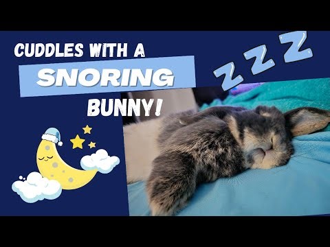 Cuddling with a SNORING bunny!