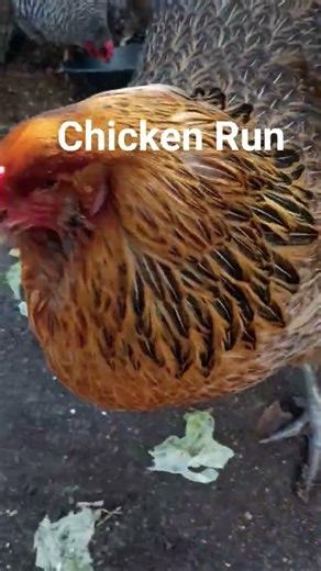 Chicken run !!! #chicken #chickenrun