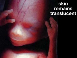 Fetal Development Week 15 (Pregnancy Health Guru)
