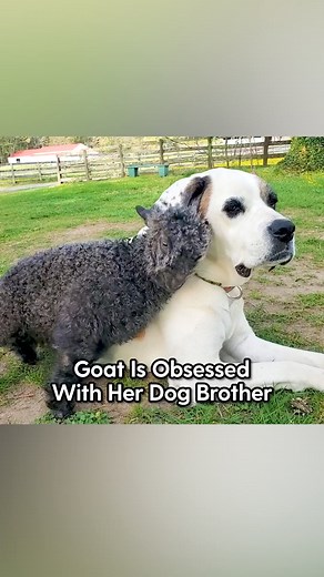 2.7M views · 10K reactions | Everyone needs the perfect support system ❤️ This wobbly baby goat finally got to run and she can't wait to show her dog best friend! Head to Little Buckets Farm Sanctuary to watch more of these two! And follow along on Instagram: thedo.do/LBFS | The Dodo | Facebook