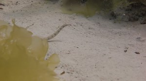 Poissons (Corythoichthys) nageant à travers le : vidéo de stock (100 % libre de droit) 8603740 | Shutterstock