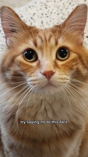 638K views · 10K reactions | Maybe his mind control DOES work  . . . . . #catstagram #catlover #cat #catpaws #catsofinstagram #cats_of_instagram #cats #catloversclub #cats_of_world #catlife #pets #kitten #orangecats #cute #cutecats #funny #walterthecatt | Walter the Catt | Facebook