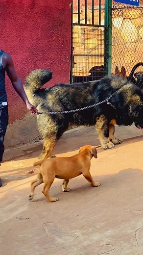 Caucasian Shepherd Dog Characteristics and Care