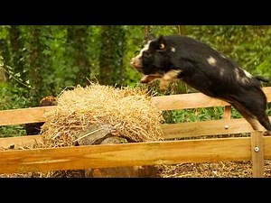 These Pigs can Jump! – Pig Race Finals!