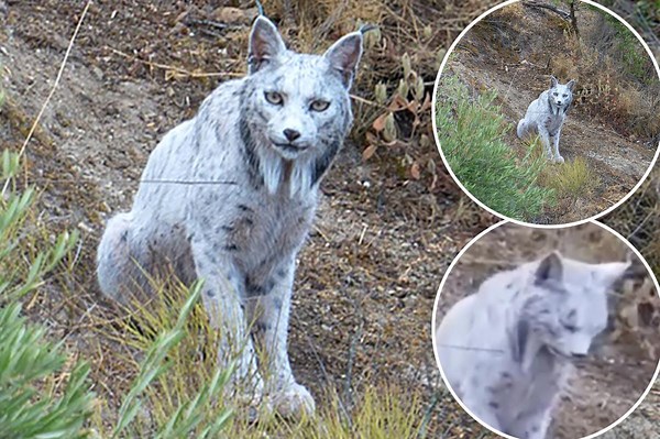 Ultra-rare white Iberian Lynx caught on camera for the first time since near-extinction