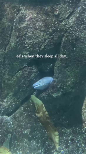 Eels and Their Unique Migration Patterns