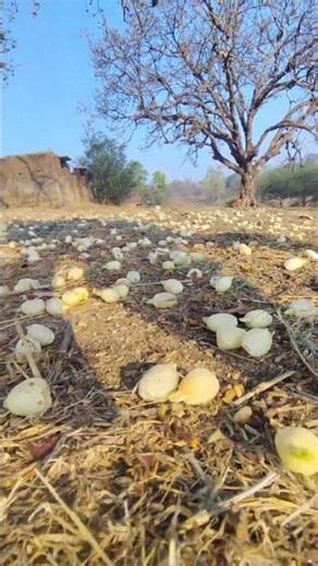 mahua re song | Ry Rinku