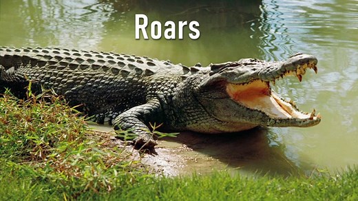 Crocodile and Alligator Sounds Roars, Hisses, Growls and Jaws Snapping