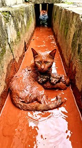 A Mother Cat Trapped in Red Mud—What This Young Man Did Next Will Restore Your Faith In a forgotten drainage canal, a mother cat and her two newborn kittens were completely trapped in thick red mud, their bodies sinking deeper every second. With only their eyes visible, this cat rescue turned into a race against time. A young American man stepped in with pure compassion, pulling the fragile kitten rescue from danger and offering real animal rescue when hope felt lost. What followed was a moment