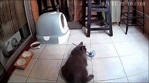 Watch Great spy camera for pets on Amazon Live