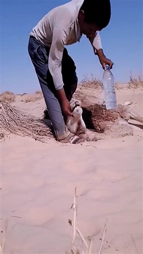 Miraculous Rescue: Saving a Camel from Heat Exhaustion