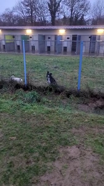 441K views · 18K reactions | Evasion de la prison #chien #chienheureux #pension #kennel #limousin #humour | Chez Marth' 87 | Facebook