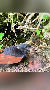 1K views · 19 reactions | Newborn #birdlove #birdwatching #fyp #viral #nestling #7194 #crestedbunting #bird #naturelove #bunting #birdlife #birdphotography | Bird Life2 | Facebook