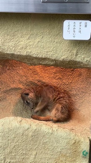 毛繕いするミーアキャット とくしま動物園 Meerkat Grooming Itself